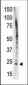 Bid Antibody (BH3 Domain Specific)