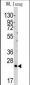 Bid Antibody (BH3 Domain Specific)