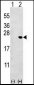 Bid Antibody (BH3 Domain Specific)