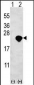 Bid Antibody (BH3 Domain Specific)