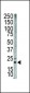 Bim BH3 Domain Antibody