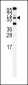 HtrA1 Antibody (C-term)