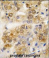 HSPA5 Antibody