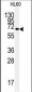 HSPA5 Antibody