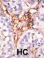 APOBEC3G (CEM15) Antibody (Center E133)