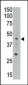 APOBEC3G (CEM15) Antibody (Center E133)