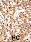Apobec1 Antibody (N-term)