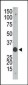 Apobec1 Antibody (N-term)