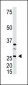 DKK4 Antibody (C-term)