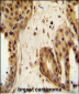 STAT2 Antibody (C-term)