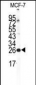 NCS1 Antibody (Center)