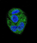 KChIP3 Antibody (N-term M1)