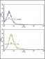 CD45 Antibody (C-term)