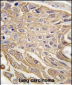 SIGLEC5 Antibody (N-term)