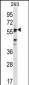 SIGLEC6 Antibody (C-term)