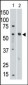 SIGLEC8 Antibody (C-term)