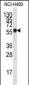 SIGLEC7  (D-siglec) Antibody (N-term)