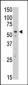 SIGLEC7  (D-siglec) Antibody (C-term H422)