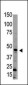 Bmp15 Antibody (N-term)