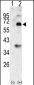 Bmp3 Antibody (N-term)