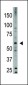 Bmp6 Antibody (N-term)