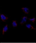 Bmp7 Antibody (N-term)