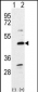 Bmp7 Antibody (N-term)