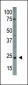 PDGFA Antibody (N-term)