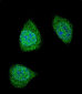 PDGFB Antibody (C-term)