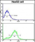 BMPR2 Antibody (N-term)