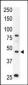 Chemokine Receptor D6 (CCBP2) Antibody (N-term)