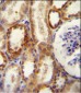 CD73 (NT5E) Antibody (N-term)
