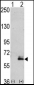 MAP2 Antibody (C-term)