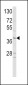 NeuroD1 Antibody (N-term)