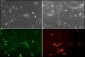 NeuroD1 Antibody (N-term)