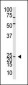 Neurogenin2 Antibody (C-term)