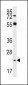 Neurogenin2 Antibody (C-term)