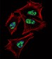 PROX1 Antibody (C-term)