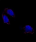 OCT4 (OCT3) Antibody (N-term)
