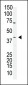 OCT4 (OCT3) Antibody (N-term)