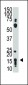 THY1 Antibody (N-term)