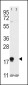 THY1 Antibody (N-term)