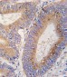 GDF11 Antibody (N-term)