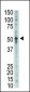 BMP9 (GDF2) Antibody (N-term)