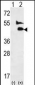 BMP9 (GDF2) Antibody (N-term)
