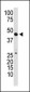 GDF3 Antibody (N-term)