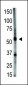 GDF5 Antibody (N-term)