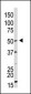 GDF9 Antibody (N-term)