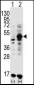 GDF9 Antibody (N-term)