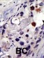 PSMD4 Antibody (C-term)